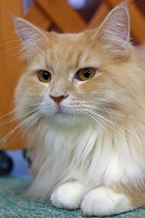 nekomanma_5862_edited-1