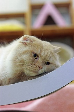 nekomanma_7286_edited-1