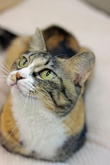 nekomanma_3556_edited-1