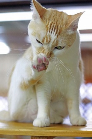 nekomanma_1544_edited-1