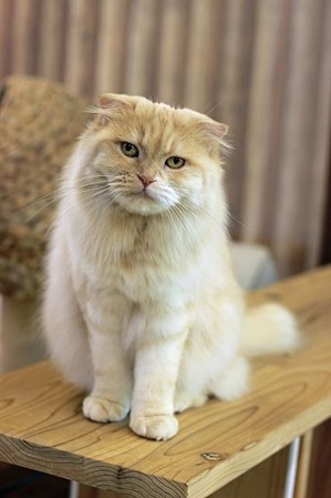 nekomanma_5154_edited-1