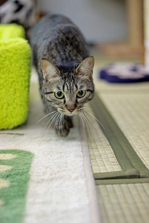 nekomanma_2242_edited-1