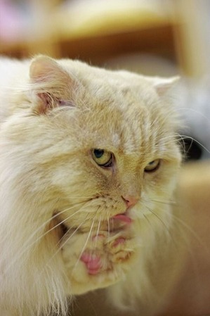 nekomanma_4954_edited-1