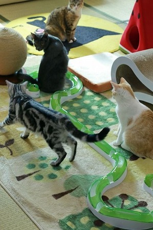 nekomanma_8467_edited-1
