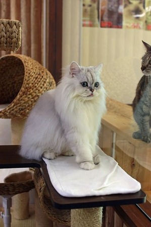nekomanma_4436_edited-1