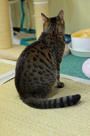 nekomanma_4766_edited-1