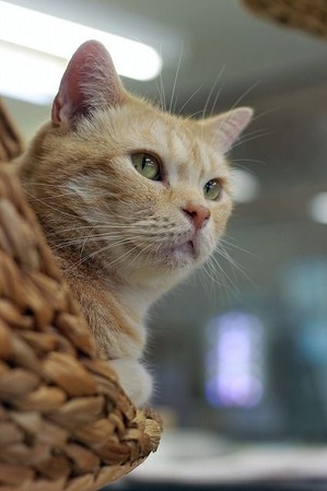 nekomanma_3985_edited-1