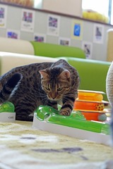 nekomanma_8332_edited-1