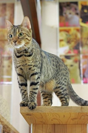 nekomanma_3578_edited-1