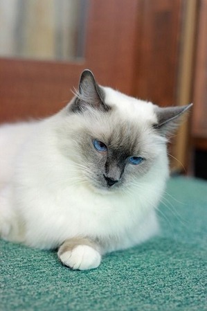 nekomanma_7068_edited-1