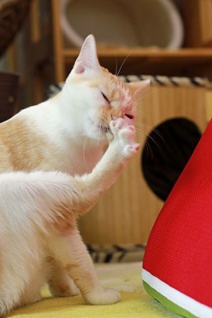 nekomanma_6307_edited-1