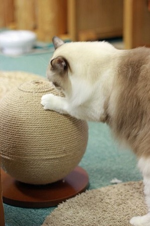 nekomanma_2076_edited-1
