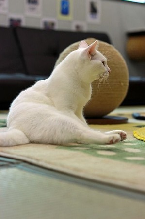 nekomanma_1920_edited-1