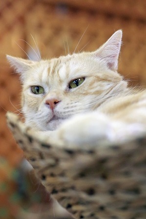 nekomanma_3990_edited-1