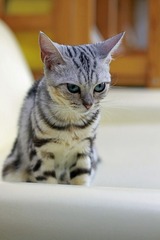 nekomanma_2048_edited-1
