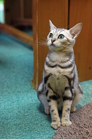 nekomanma_2696_edited-1