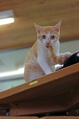 nekomanma_1720_edited-1