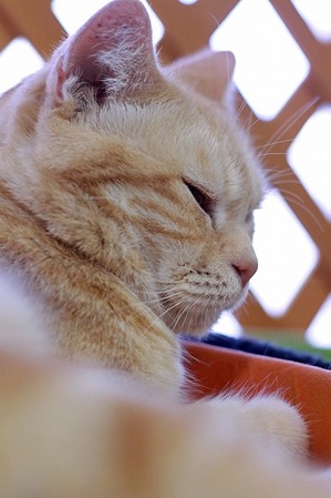 nekomanma_8546_edited-1