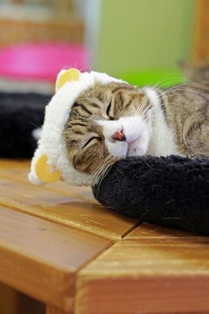 nekomanma_3627_edited-1