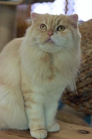 nekomanma_7042_edited-1
