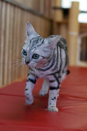 nekomanma_9544_edited-1