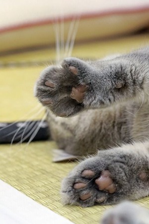 nekomanma_3089_edited-1