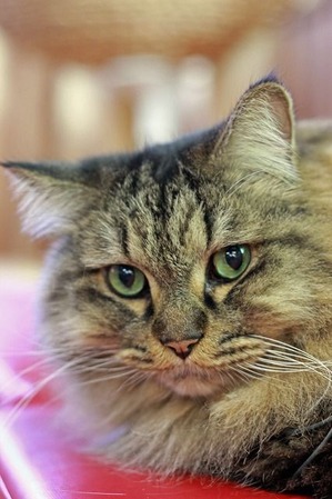 nekomanma_5483_edited-1