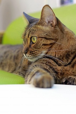 nekomanma_5874_edited-1