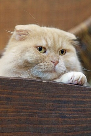 nekomanma_9496_edited-1