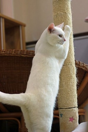 nekomanma_4670_edited-1