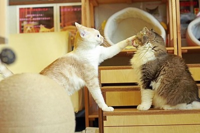 nekomanma_6481_edited-1