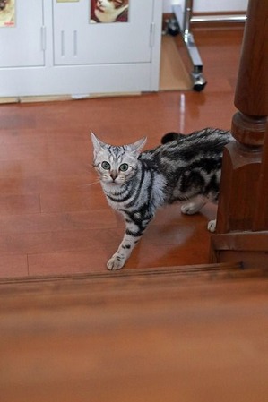 nekomanma_6918_edited-1