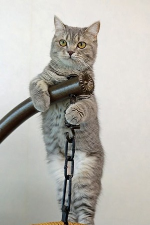 nekomanma_9361_edited-1