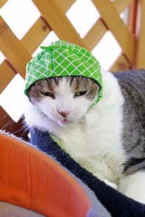nekomanma_0161_edited-1