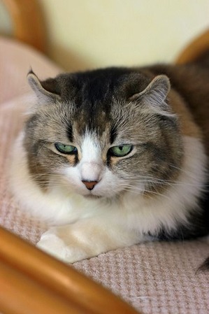 nekomanma_3055_edited-1