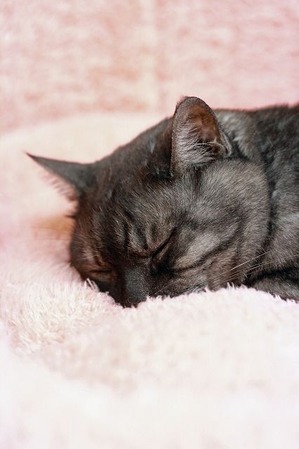 nekomanma_1502_edited-1