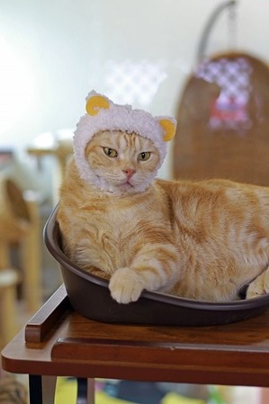 nekomanma_3622_edited-1