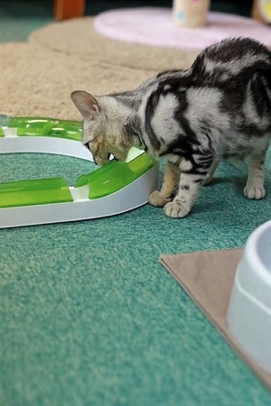 nekomanma_2768_edited-1