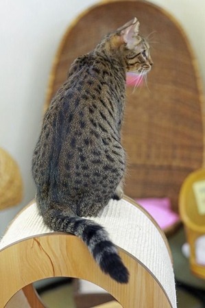 nekomanma_1819_edited-1