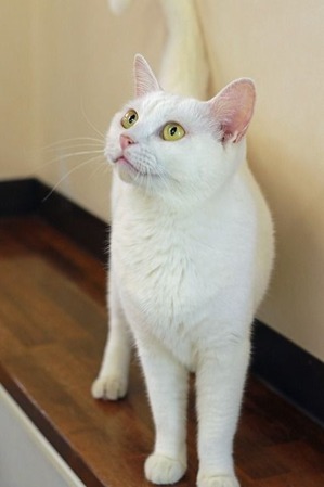 nekomanma_2559_edited-1