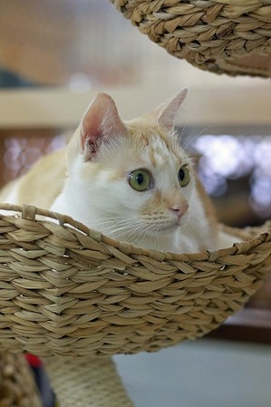 nekomanma_8452_edited-1