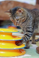 nekomanma_7393_edited-1