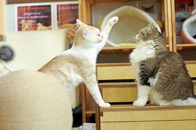 nekomanma_6479_edited-1