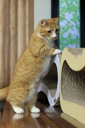 nekomanma_7705_edited-1