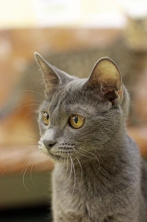 nekomanma_4666_edited-1