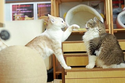 nekomanma_6480_edited-1