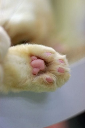 nekomanma_2560_edited-1