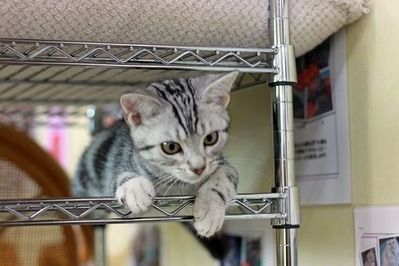 nekomanma_7298_edited-1