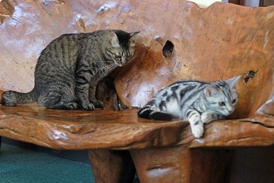 nekomanma_8617_edited-1