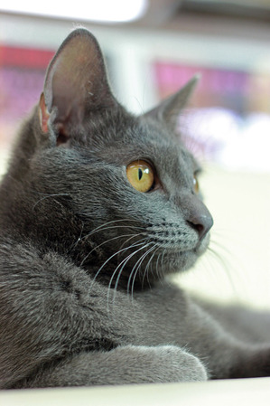 nekomanma_1165_edited-1